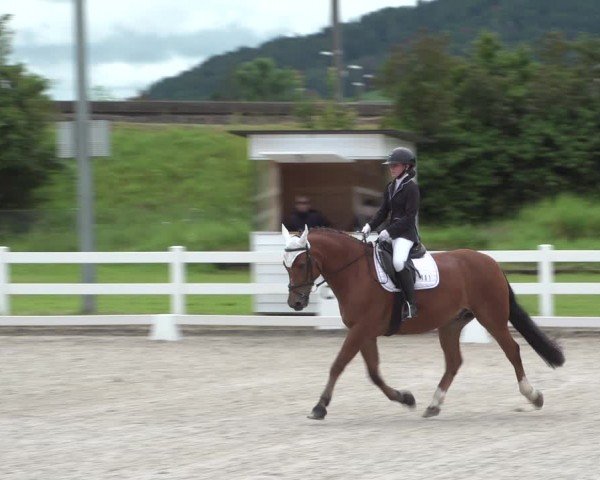 Reitturnier Hüntwangen 2024
