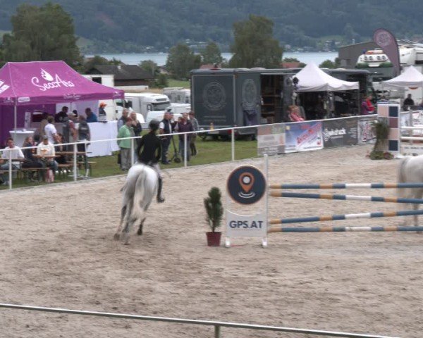 Springturnier Seewalchen 2024