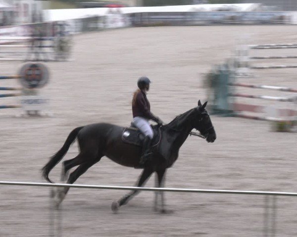 Springturnier Seewalchen 2024