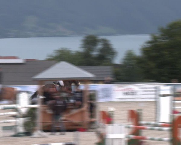 Springturnier Seewalchen 2024