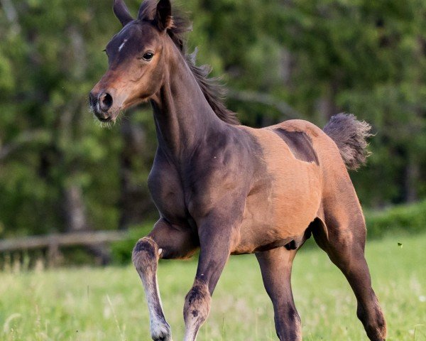 Pferd Night Wonder (Welsh Partbred, 2021, von FS New Look)