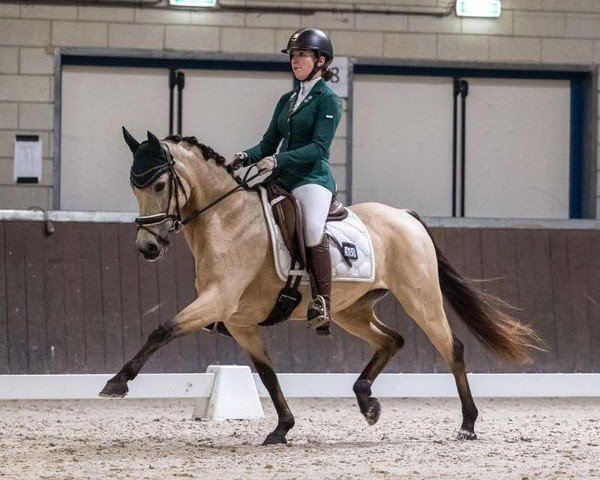 dressage horse So Special DHB (Belgian Warmblood, 2014, from FS Mr. Right)