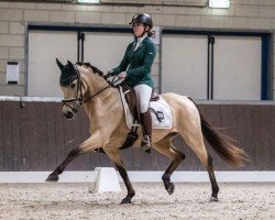 dressage horse So Special DHB (Belgian Warmblood, 2014, from FS Mr. Right)