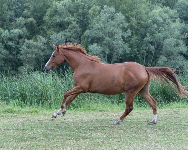 Pferd Foxie de Luxe JB (Deutsches Reitpony, 2022, von FS Champion de Luxe)