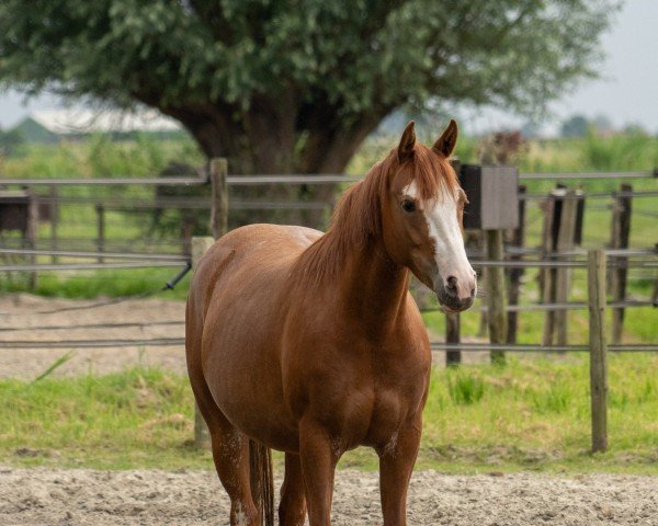 Zuchtstute Mrs. Fortune JB (Deutsches Reitpony, 2021, von FS Mr. Right)