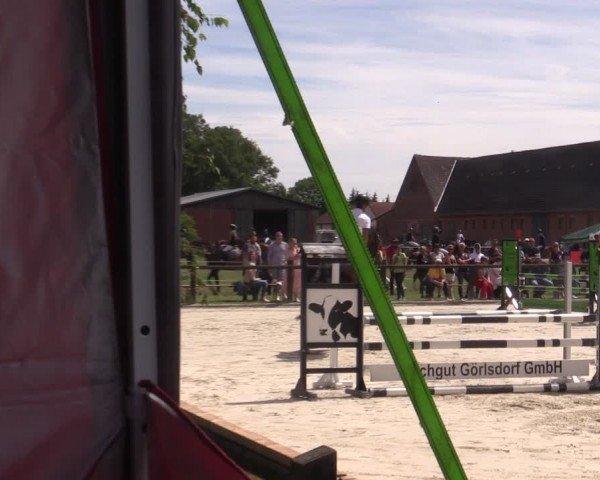 Reitturnier Görlsdorf 2024