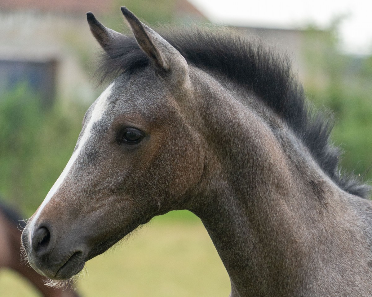 Pferd Day of Spring JB (Deutsches Reitpony, 2024, von Daydreamer)