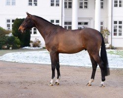 Deckhengst Fritzenhof's Deejay (Holsteiner, 2020, von Dominator 2000 Z)