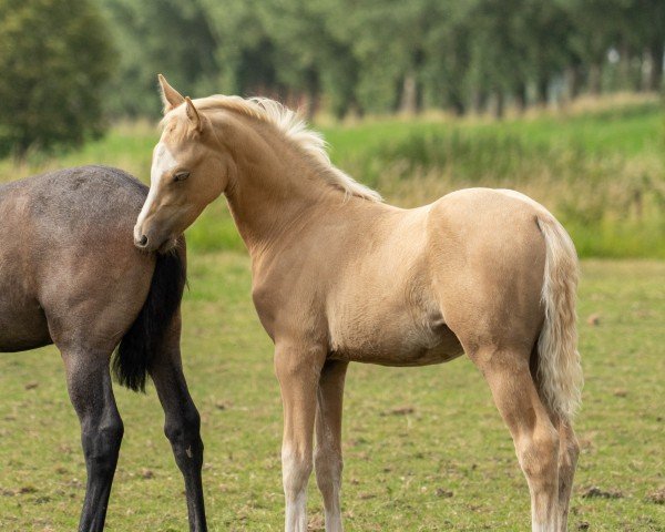 horse Caramel JB (German Riding Pony, 2024, from FS Champion de Luxe)