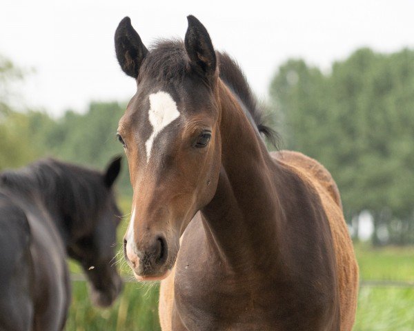 horse Numero 17 JB (German Riding Pony, 2024, from Fs Numero Uno)