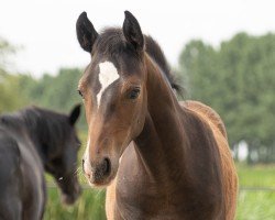 Pferd Numero 17 JB (Deutsches Reitpony, 2024, von Fs Numero Uno)