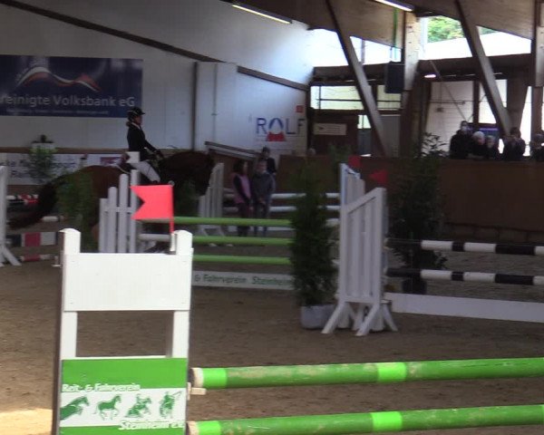Reitturnier Steinheim 2021