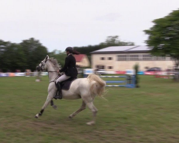 Reitturnier Burgstädt 2024