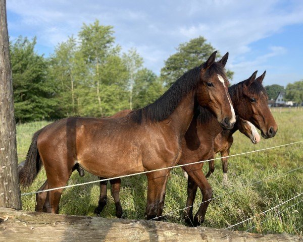 horse Allioli CCH (Holsteiner, 2023, from All Star)