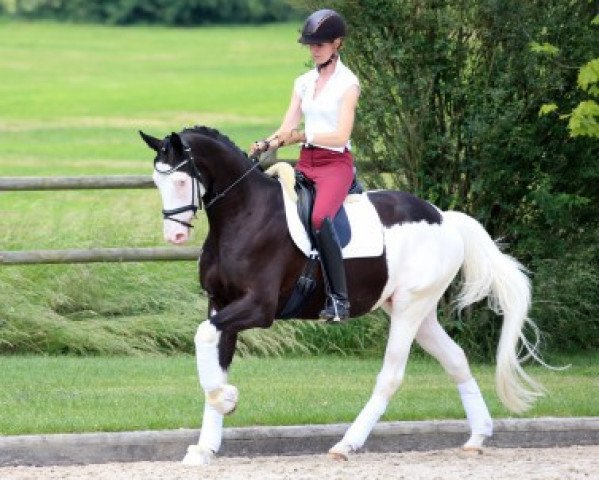 Dressurpferd TSF Sky-Dweller (Trakehner, 2011, von Hirtentanz 2)