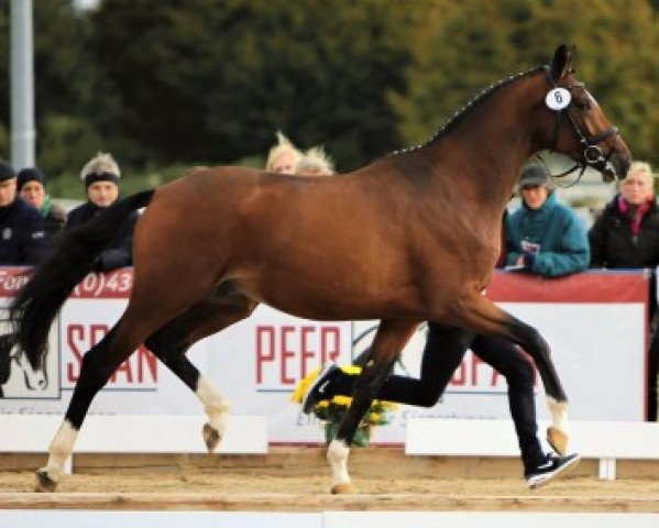 dressage horse Nautilus (Trakehner, 2014, from Connery)