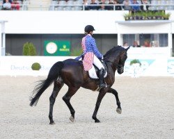 dressage horse Fürst Dandalo (Rhinelander, 2009, from Fürst Piccolo)