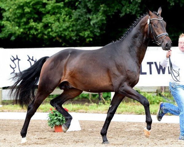 horse Naxos (Trakehner, 2014, from Elfado)