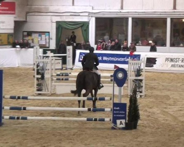 Hallenspringturnier in Borken 2013