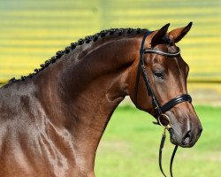 jumper Boromir (Trakehner, 2014, from Herbstkönig 2)