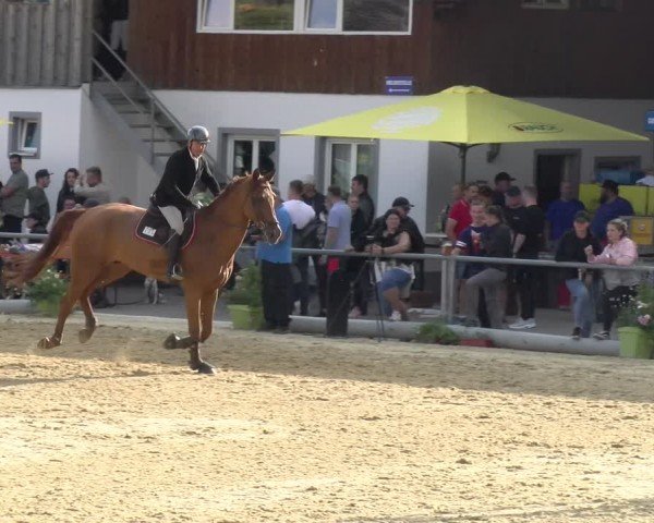 Reitturnier Rankweil 2024