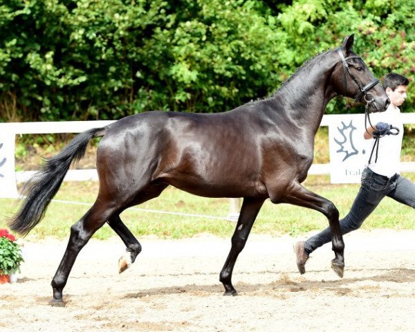 horse Hofmeister (Trakehner, 2014, from Schwarzgold)