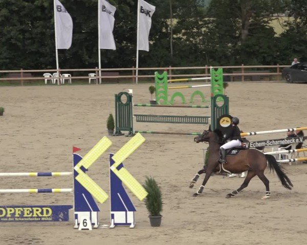 Reitturnier Scharnebeck 2024