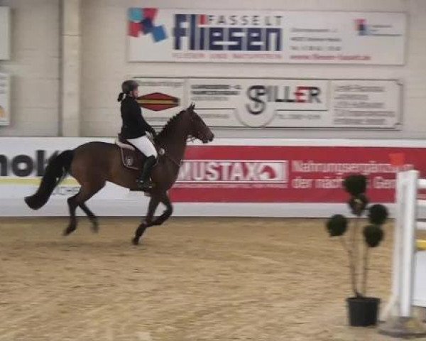 Hallenspringturnier in Borken 2013
