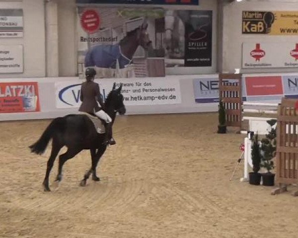 Hallenspringturnier in Borken 2013