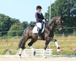 Dressurpferd Kingsley (Trakehner, 2013, von Fairmont Hill (ex Fliederglanz))