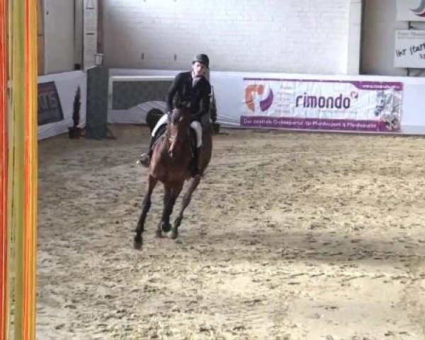 Hallenspringturnier in Borken 2013