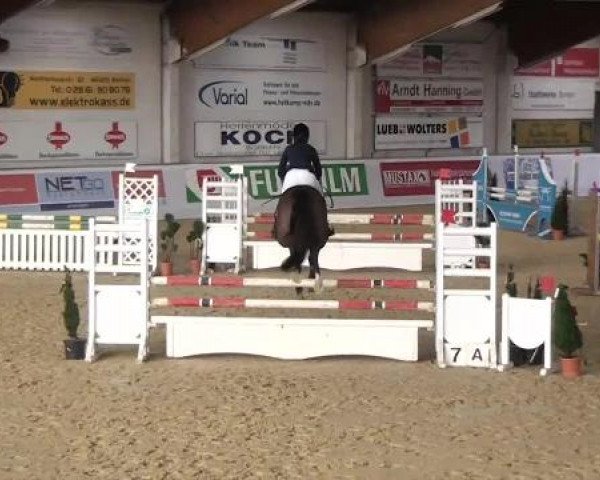 Hallenspringturnier in Borken 2013