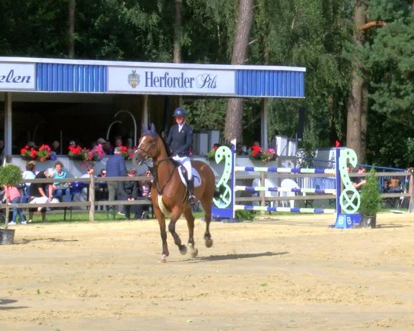 Reitturnier Metelen 2024