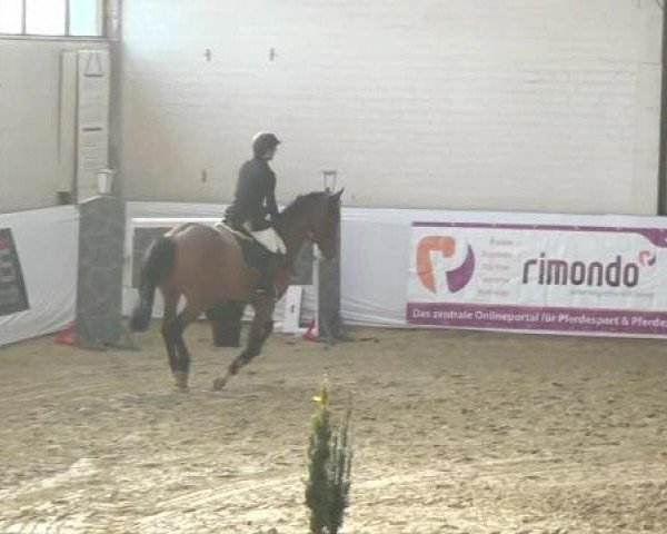 Hallenspringturnier in Borken 2013