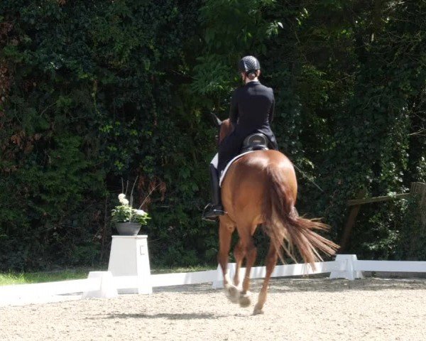 Reitturnier Heddesheim 2024