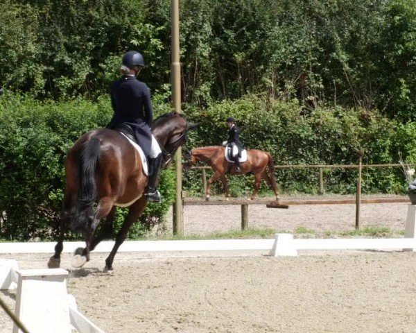 Reitturnier Heddesheim 2024