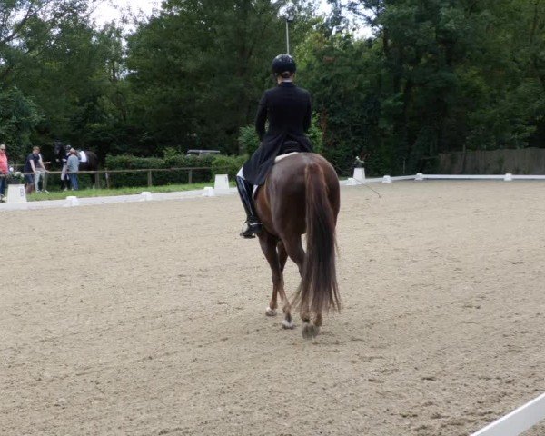 Reitturnier Heddesheim 2024