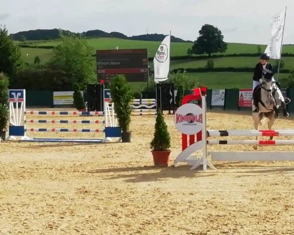 jumper Caspian 16 (Oldenburg show jumper, 2016, from Casino Grande)
