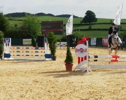 jumper Caspian 16 (Oldenburg show jumper, 2016, from Casino Grande)