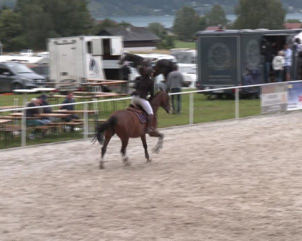 Springturnier Seewalchen 2024