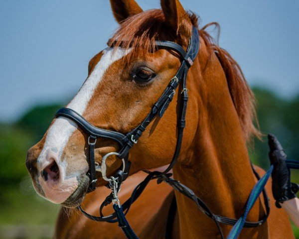 dressage horse Wimpiduu (Hanoverian, 2015, from Weltmeyer)