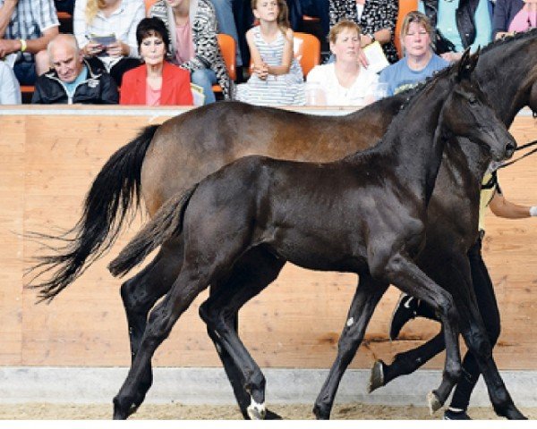 horse Videlius 3 (Hanoverian, 2021, from Harmony's V-Plus)