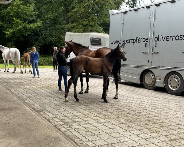 horse Cimona KS (Hanoverian, 2024, from Chacoon Blue)