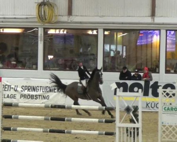 Hallenspringturnier in Borken 2013
