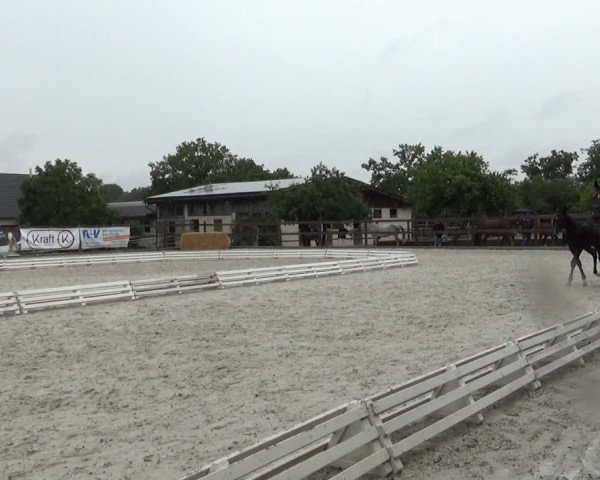 Fohlenschau Osterburken 2024