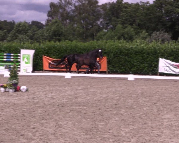Fohlenpräsentation Rüscher-Konermann / Greven 2024