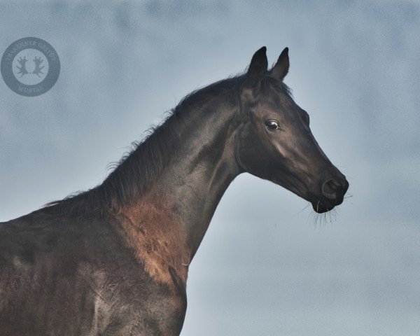 Pferd Himbeergeist (Trakehner, 2023, von Ivanhoe)