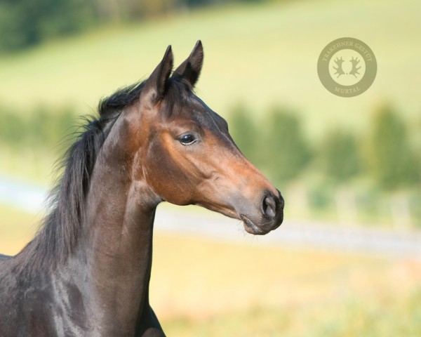 Deckhengst Heritage (Trakehner, 2023, von Rauhreif)