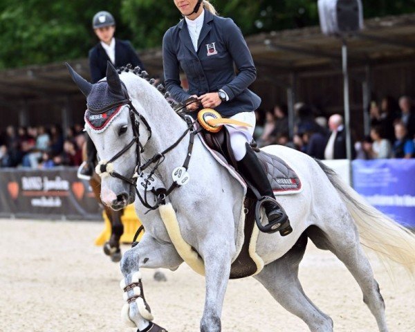 Springpferd Lavarella (Holsteiner, 2018, von Clarimo Ask)