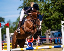 jumper Die darf das S (German Sport Horse, 2020, from Quint)